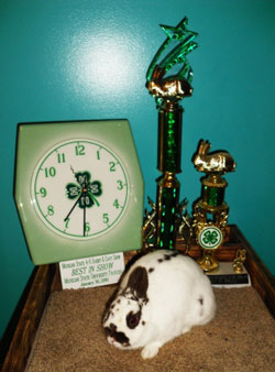 best in show winning Polish rabbit