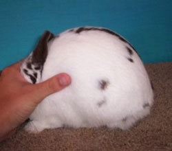 broken chocolate polish rabbit body type
