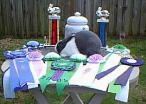 blue quality blue Dutch Rabbit with awards