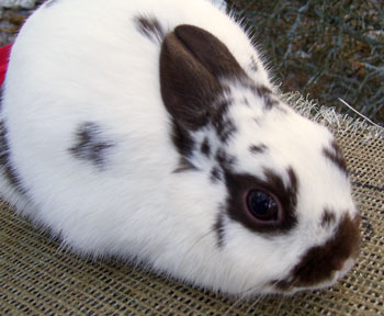 Beautiful Polish Rabbit Broken Chocolate doe lovely beautiful Polish rabbit broken chocolate ideal head