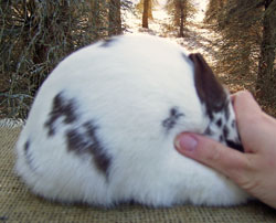 Quality Broken Polish Rabbit Doe Posed Quality Broken Chocolate Polish Rabbit body type