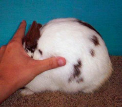body type of quality champion polish rabbit body type of quality Polish rabbit doe