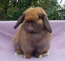 tort holland lop looking away tort holland lop