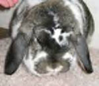 show winning mini lop head