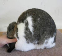 excellent top quality mini lop rabbit - velotta's twitch