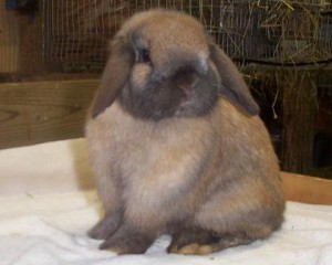 Adorable holland lop bunny poses