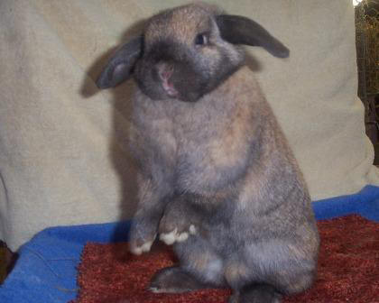 Holland Lop doe - Celeste