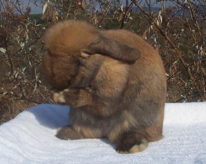 Holland Lop Sneezing