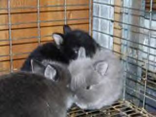 Cute baby jersey wooly rabbits