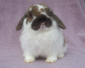 holland lop rabbit making funny face