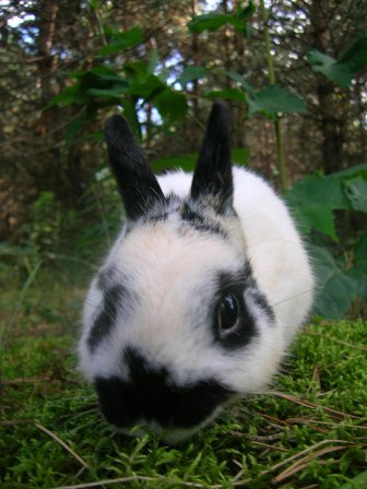 Polish Rabbit Sniffing