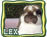 grand champion rabbit button grand champion rabbit button