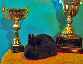 Top quality Polish Rabbit Top quality black polish show rabbit