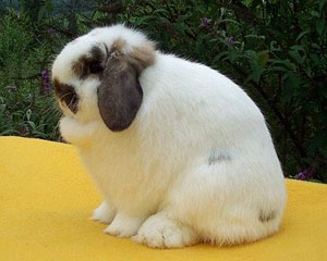 cute lop rabbit false charlie False charlie cute lop rabbit