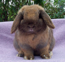 holland lop rabbit molting