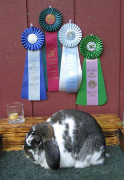 top quality mini lop with rosettes