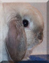 Holland Lop Ears with nice crown Holland Lop Ears with Good crown