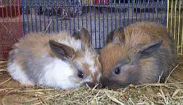 young lop rabbits aren't they cute