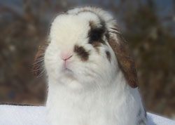 extra cute broken half nose mark holland lop