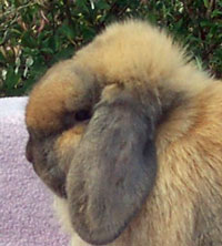 Holland Lop Ears with Good Crown Holland Lop Ears with Good Crown