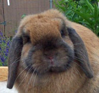 Holland Lop Ears with Good Substance