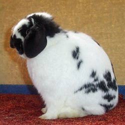 Show rabbit lop posing - too tucked up Show rabbit lop posing - too tucked up