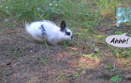 broken black polish rabbit jumping in pen