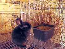 baby black rare silver rabbit eating from coop cup