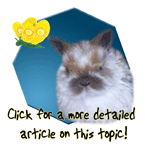 Click for a more detailed article on treating rabbit diarrhea