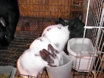 sweet-baby-rabbits-eating-from-cup