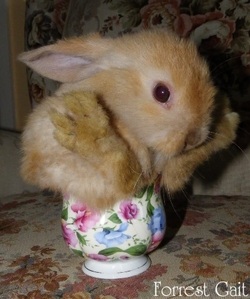 baby mini holland lop in teacup Baby cute lop eared bunny sitting in a teacup