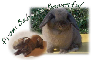 watch baby rabbits grow up photos