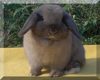 junior tortoise holland lop doe show quality