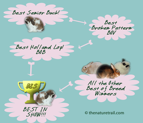How to win best in a rabbit show
