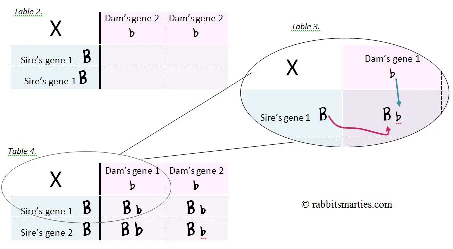 solving punnett squares resource for teachers printable