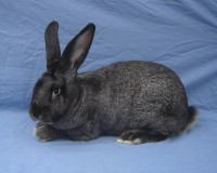 Steel gray flemish giant show rabbit Steel gray flemish giant rabbit