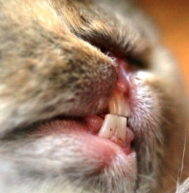 holland lop rabbit with simple malocclusion or butting incisors simple malocclusion or butting teeth