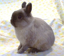 cute smoke pearl netherland dwarf cute siamese smoke pearl netherland dwarf buck