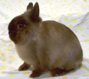 siamese sable netherland dwarf doe