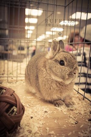 Chestnut netherland dwarf rabbit picture Netherland Dwarf Rabbit professional photography