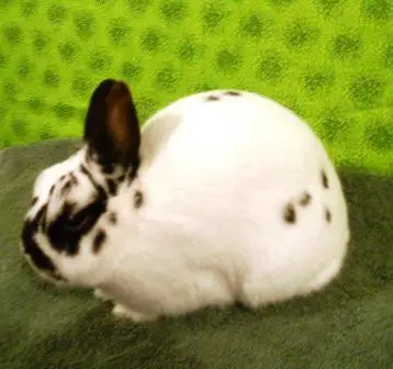 Conditioning rabbits for show Rabbit Smarties