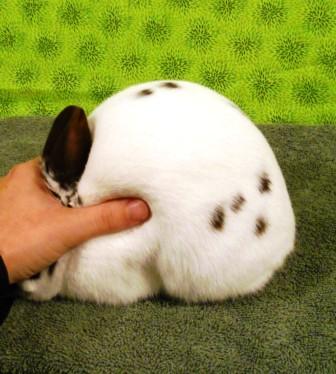 broken chocolate polish rabbit body type