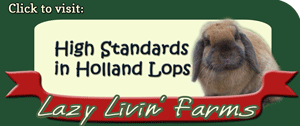 Holland Lops in florida