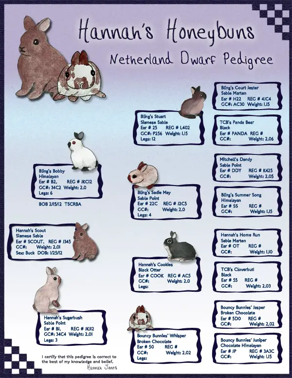 Custom Netherland Dwarf show rabbit pedigree design - hand drawn rabbits
