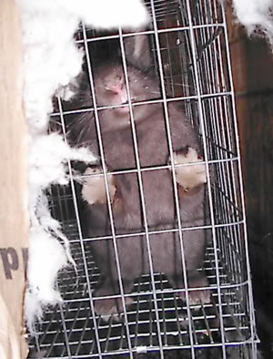 crazy rabbit