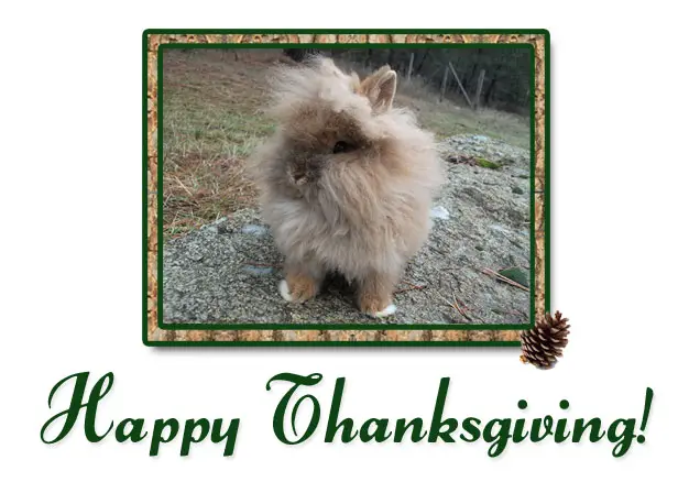 Viviane thanksgiving 2024