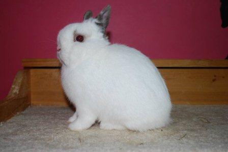 Cute Charlie rabbit dwarf