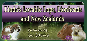holland lops in idaho