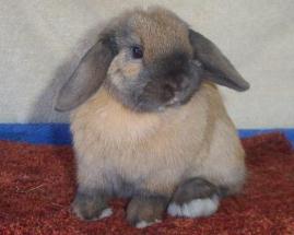 baby lop rabbit approx twelve 12 weeks old baby bunny three days old