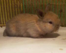 baby lop rabbit two weeks old baby bunny holland lop two weeks of age